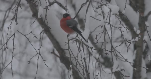 El pájaro se sienta en una rama de árbol en invierno — Vídeo de stock