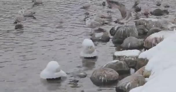 Птицы в пруду в зимнем парке — стоковое видео