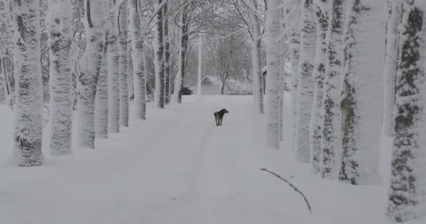 길 잃은 개는 겨울에 도로를 따라 도망 — 비디오