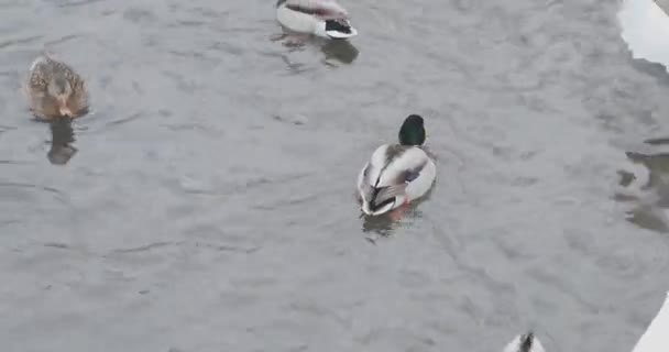 Pássaros em uma lagoa em um parque de inverno — Vídeo de Stock