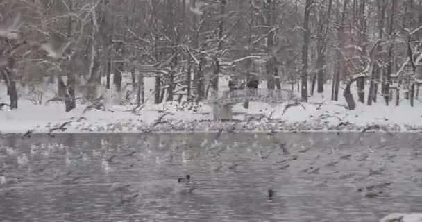 Aves en un estanque en un parque de invierno — Vídeo de stock
