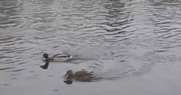Aves en un estanque en un parque de invierno — Vídeos de Stock