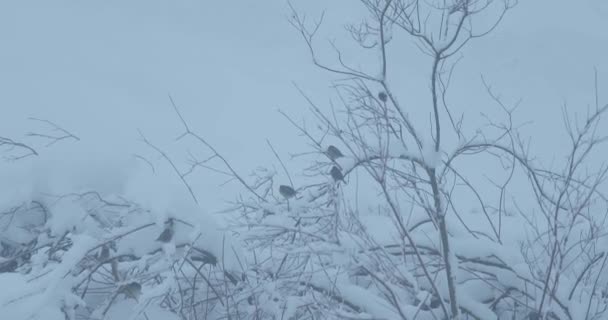 O pássaro senta-se em um ramo de árvore no inverno — Vídeo de Stock