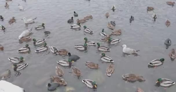 Uccelli in uno stagno in un parco invernale — Video Stock