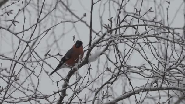 Vogel sitzt im Winter auf einem Ast — Stockvideo