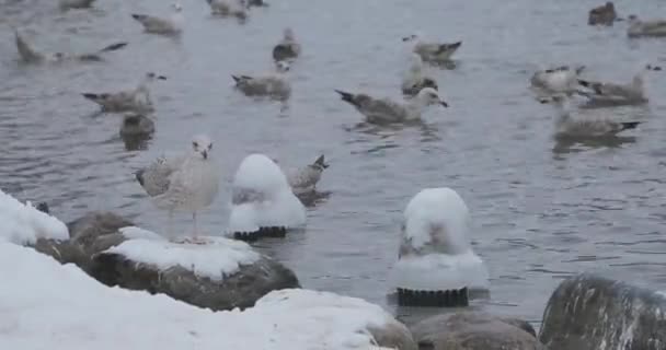 Aves en un estanque en un parque de invierno — Vídeos de Stock