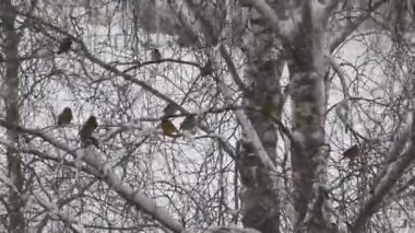 Kuş bir ağaç dalı kışın oturur.