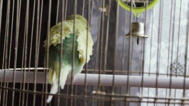 Kafesteki yeşil papağan