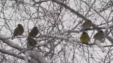 Kuş bir ağaç dalı kışın oturur.