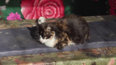 güneşte güneşlenme çok renkli yaşlı kedi