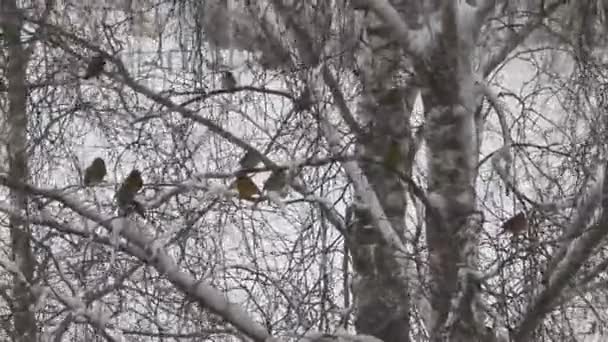 El pájaro se sienta en una rama de árbol en invierno — Vídeos de Stock