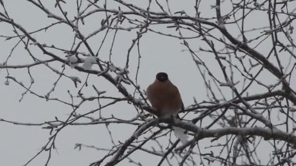Vogel zit op een boomtak in de winter — Stockvideo