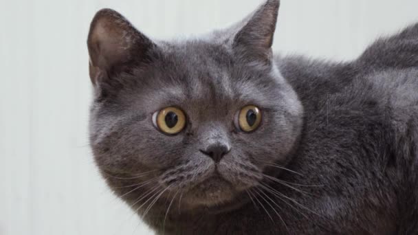 Серый домашний кот близко — стоковое видео