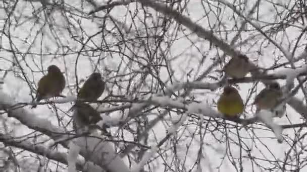 O pássaro senta-se em um ramo de árvore no inverno — Vídeo de Stock