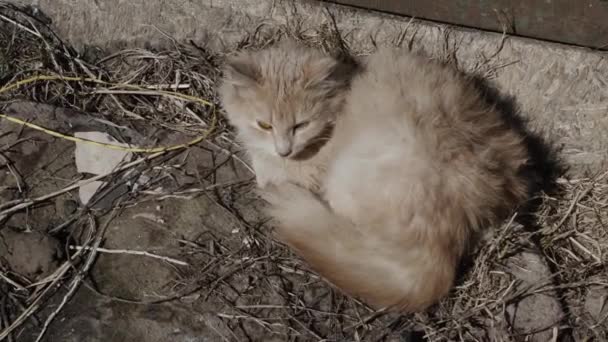 Ingwerkätzchen obdachlos auf der Straße — Stockvideo