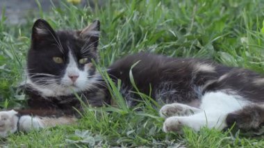 vahşi bahçesinde kedi yeşil çim üzerinde yatıyor