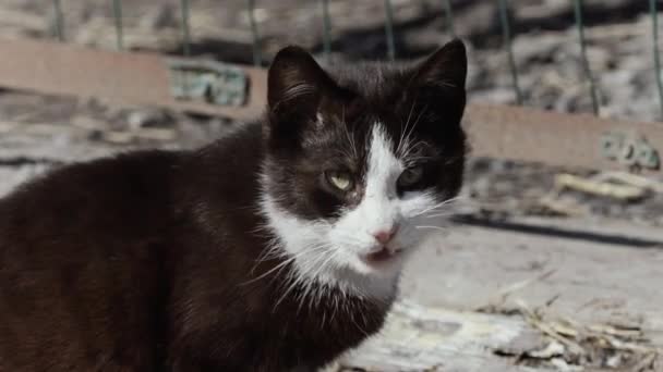 Negro y blanco gatito sin hogar en la calle — Vídeo de stock