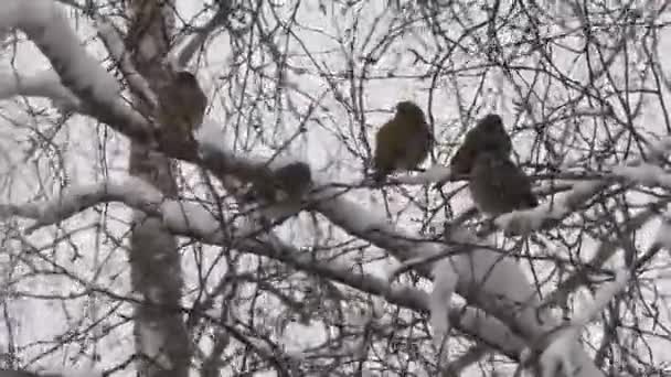 Fågeln sitter på en trädgren på vintern — Stockvideo