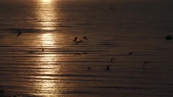 Las gaviotas vuelan sobre el mar al atardecer — Vídeos de Stock