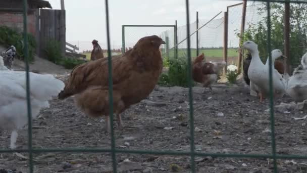 Gallinas y gallos están caminando en el gallinero de la granja — Vídeo de stock
