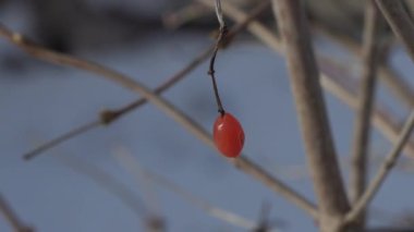 kışın kuru bir ağaç üzerinde küçük kırmızı berry