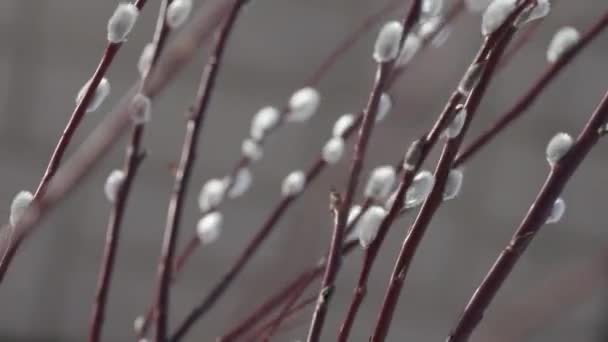 Germogli di salice all'inizio della primavera da vicino — Video Stock