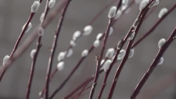 Weidenknospen im zeitigen Frühjahr aus nächster Nähe — Stockvideo