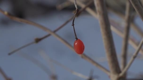 Pequena baga vermelha em uma árvore seca no inverno — Vídeo de Stock