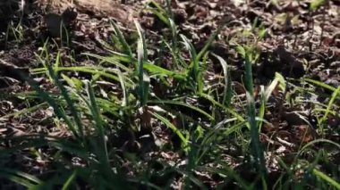 Rüzgarda sallanan yeşil çimenler