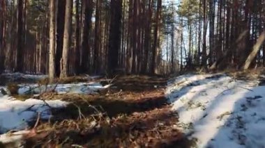 bahar güneşli gün çam ormanı boyunca yürümek