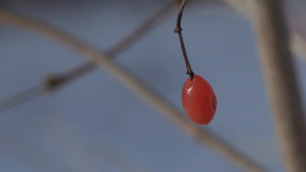 Kleine rote Beeren auf einem trockenen Baum im Winter — Stockvideo