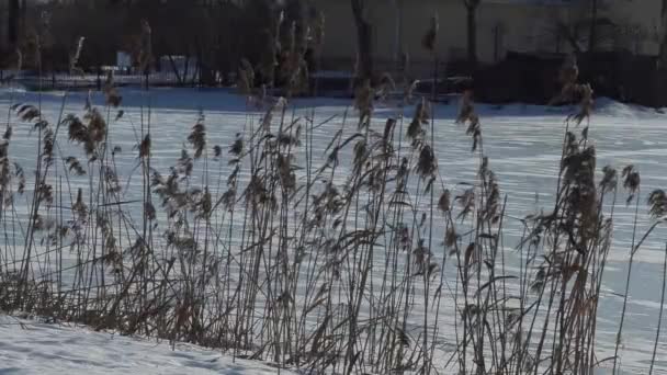 Droog hoog gras bij een bevroren meer — Stockvideo