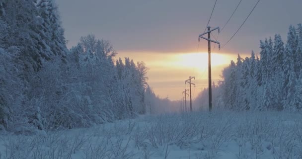 Красивий захід сонця в лісі біля лінії електропередач — стокове відео