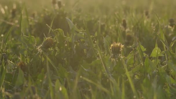 Campo con hierba silvestre y dientes de león al atardecer — Vídeos de Stock