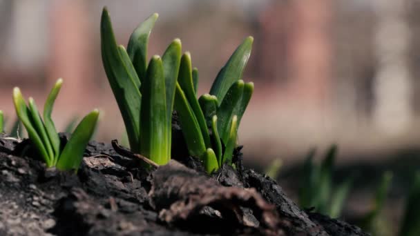 Junges grünes Gras bahnt sich seinen Weg durch den Boden — Stockvideo