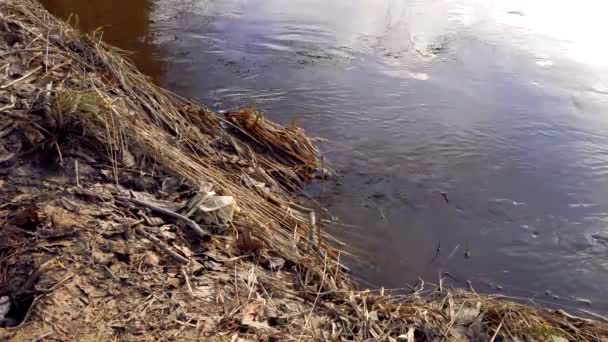 春天的野生海岸森林河 — 图库视频影像