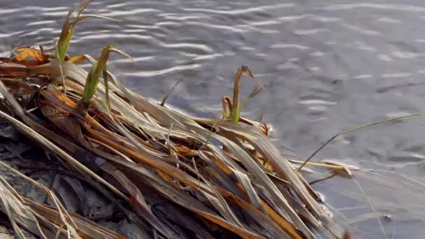 봄의 야생 해안 숲 강 — 비디오