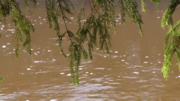 Fichtenzweige auf dem Hintergrund des Flusslaufs — Stockvideo