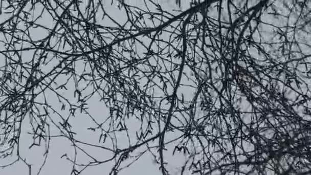 冬季的白枝特写 — 图库视频影像