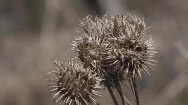 Espinho rebarbas planta seca de perto — Vídeo de Stock