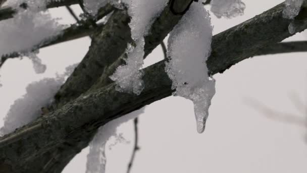 Icy tree branches close up — Stock Video