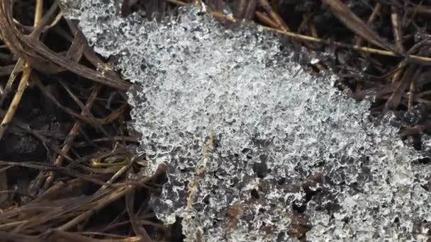 Última neve na grama seca no dia de primavera — Vídeo de Stock