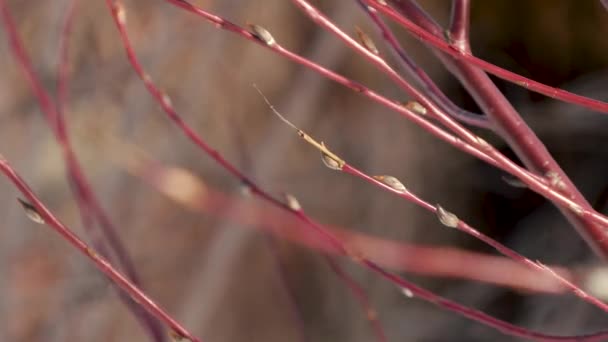 Brotes de sauce a principios de primavera de cerca — Vídeo de stock