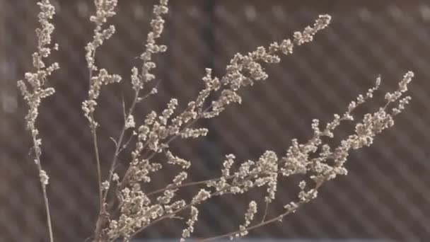 Trockenes Gras wiegt sich im Wind — Stockvideo