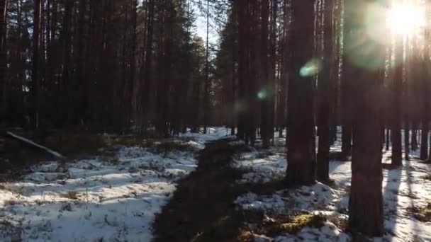 Passeggiata nella pineta nella giornata di sole primaverile — Video Stock