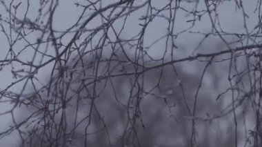 Kışın huş dalları yakın yukarı