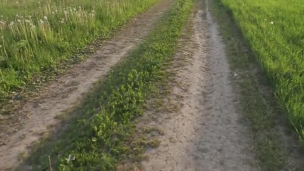 Landweg gerold langs het veld op een zomerdag — Stockvideo