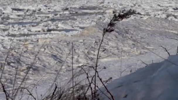 Na costa do Golfo da Finlândia no inverno — Vídeo de Stock