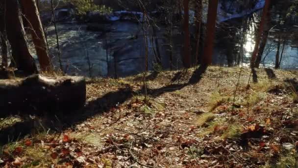 O toco rola abaixo de uma colina na floresta — Vídeo de Stock