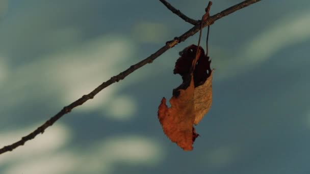 Сухой коричневый лист на ветке закрыть — стоковое видео